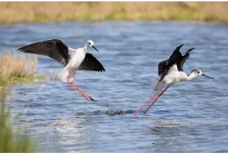 Masterclass Photo Ornithologique dans la Réserve Ornithologique du Teich