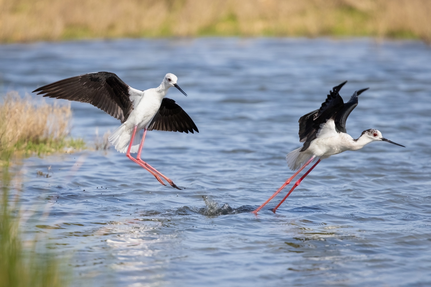 Masterclass Photo Ornithologique dans la Réserve Ornithologique du Teich