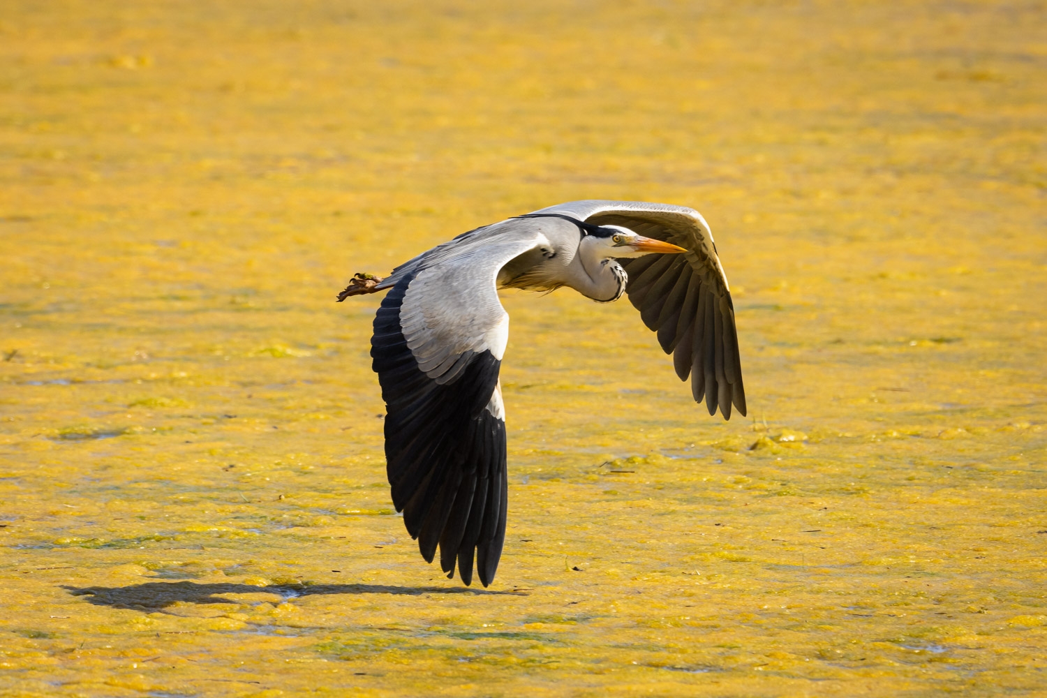 Masterclass Photo Ornithologique dans la Réserve Ornithologique du Teich