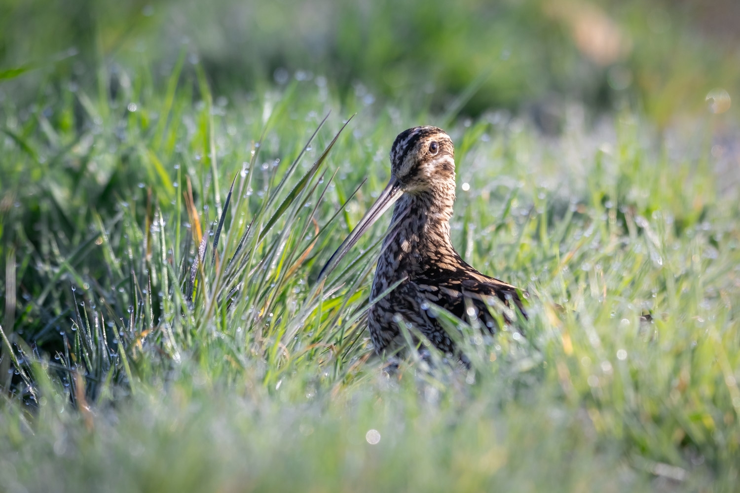 Masterclass Photo Ornithologique dans la Réserve Ornithologique du Teich