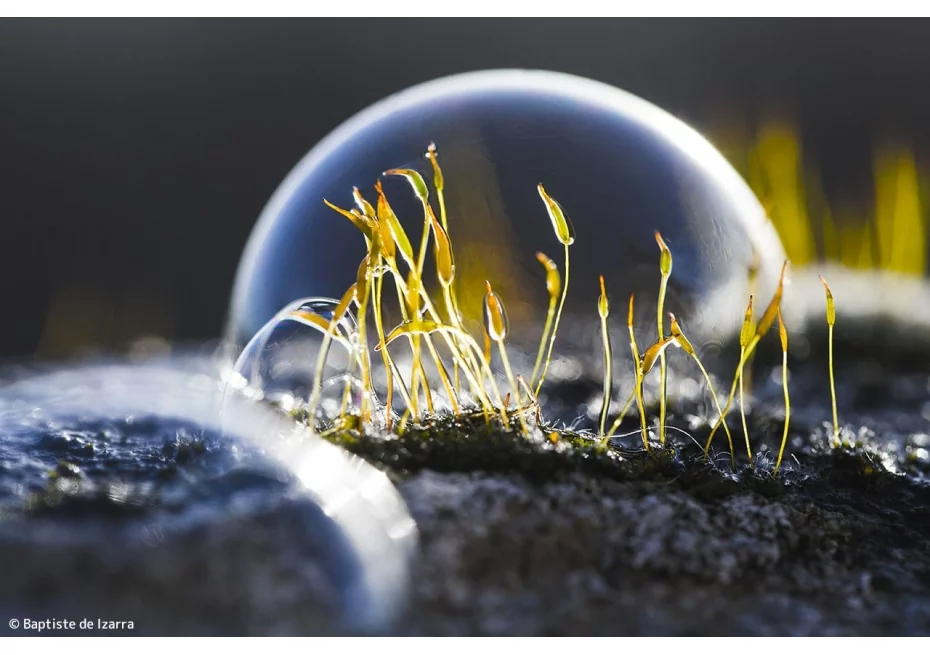 Atelier d'initiation à la macrophotographie