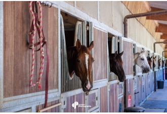 Masterclass Photographie Équestre – Haras de Fontainebleau | Graine de Photographe