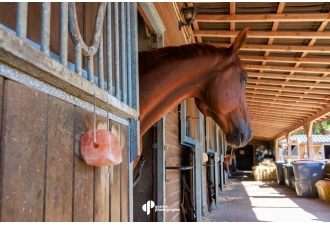 Masterclass Photographie Équestre – Haras de Fontainebleau | Graine de Photographe