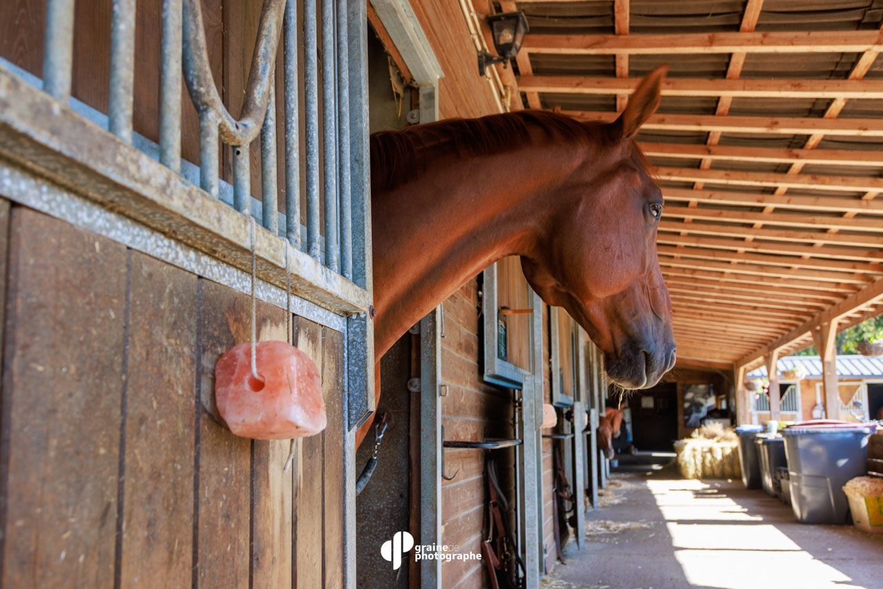 Masterclass Photographie Équestre – Haras de Fontainebleau | Graine de Photographe