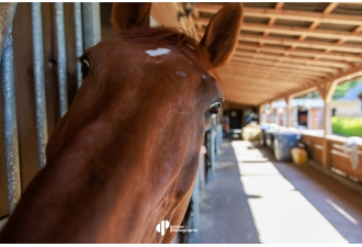 Masterclass Photographie Équestre – Haras de Fontainebleau | Graine de Photographe