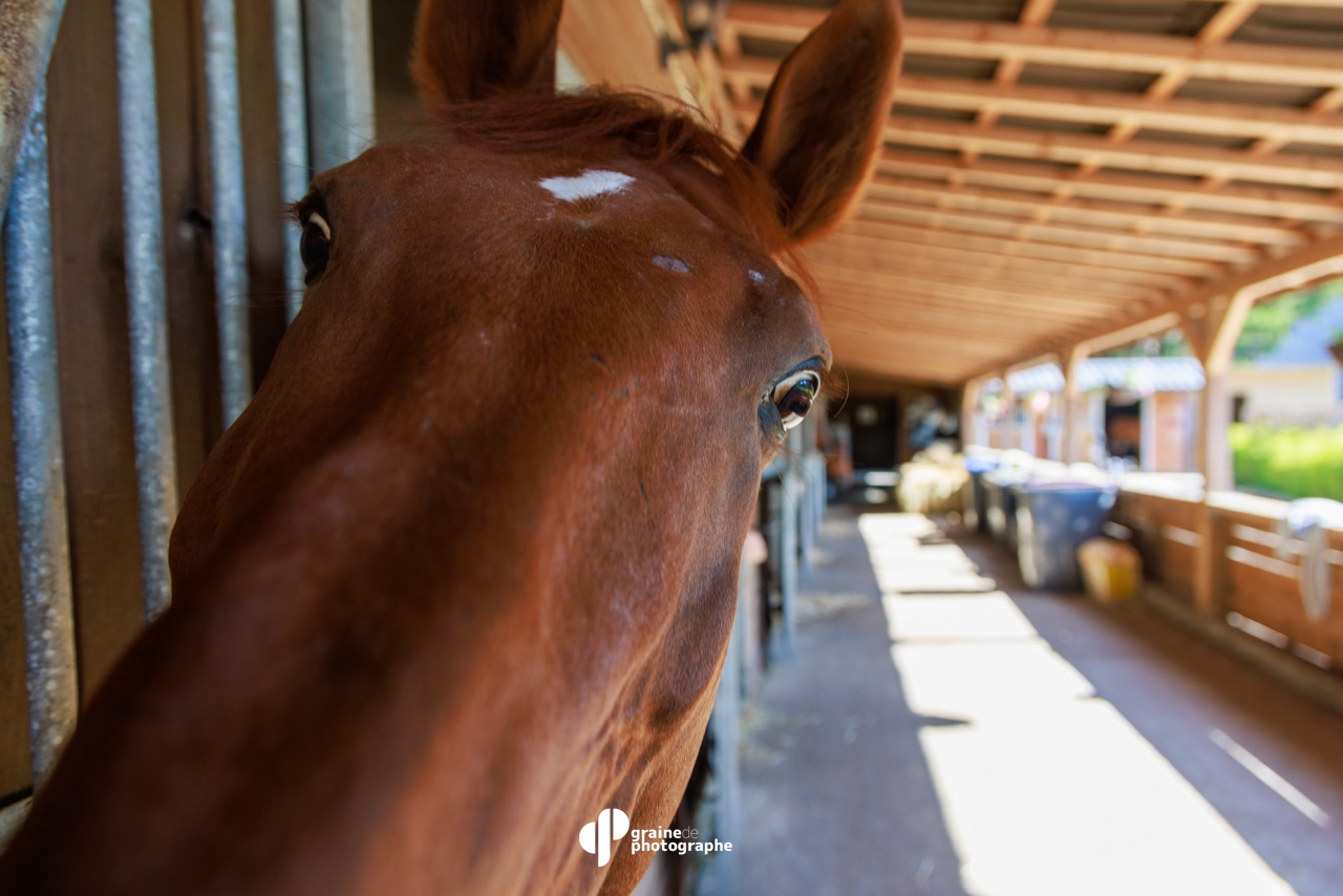 Masterclass Photographie Équestre – Haras de Fontainebleau | Graine de Photographe