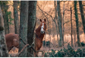 Masterclass Photographie Équestre – Haras de Fontainebleau | Graine de Photographe