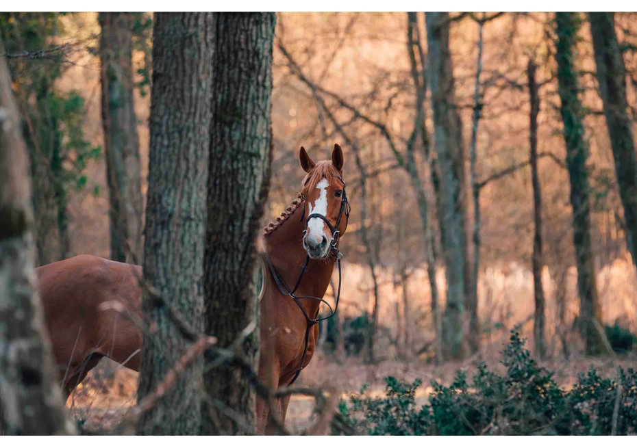 Masterclass Photographie Équestre – Haras de Fontainebleau | Graine de Photographe
