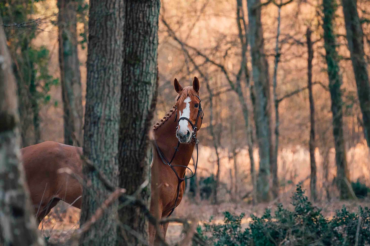 Masterclass Photographie Équestre – Haras de Fontainebleau | Graine de Photographe