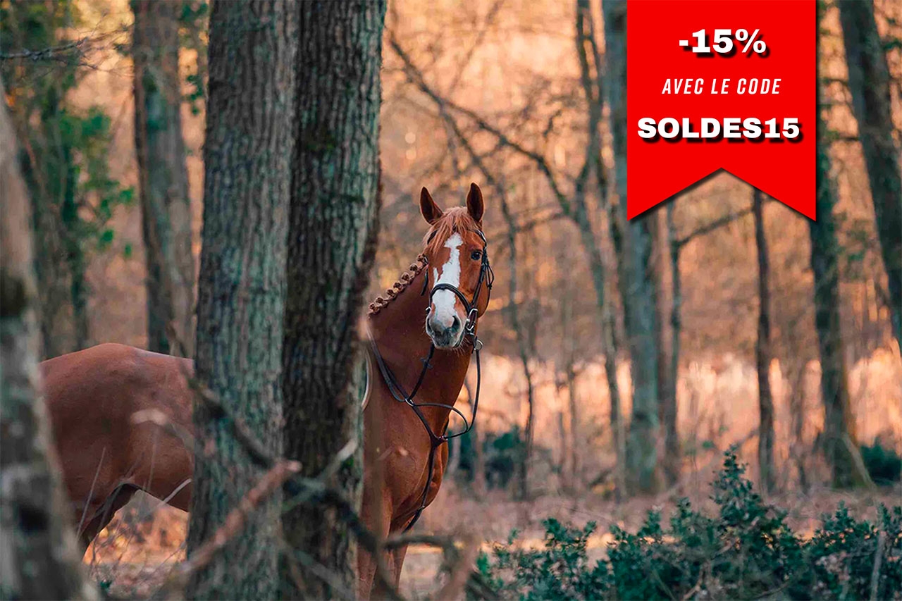 Masterclass Photographie Équestre – Haras de Fontainebleau | Graine de Photographe