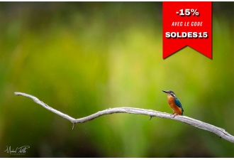 Masterclass Photo Ornithologique dans la Réserve Ornithologique du Teich