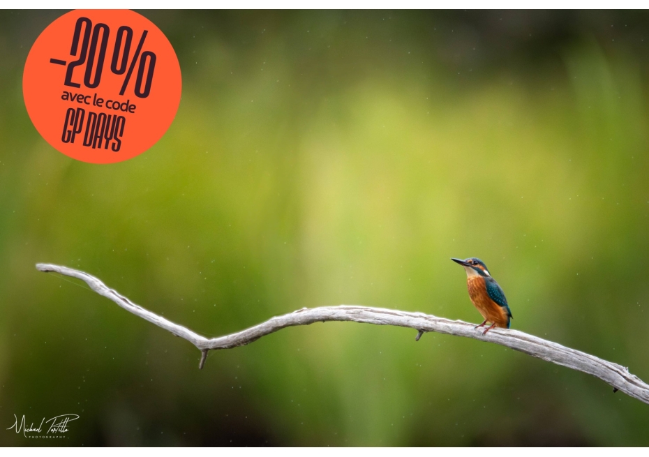 Masterclass Photo Ornithologique