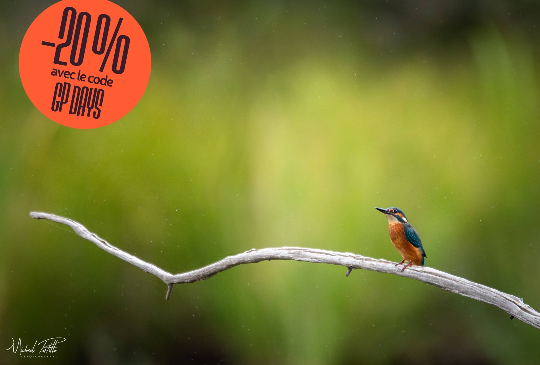 Masterclass Photo Ornithologique