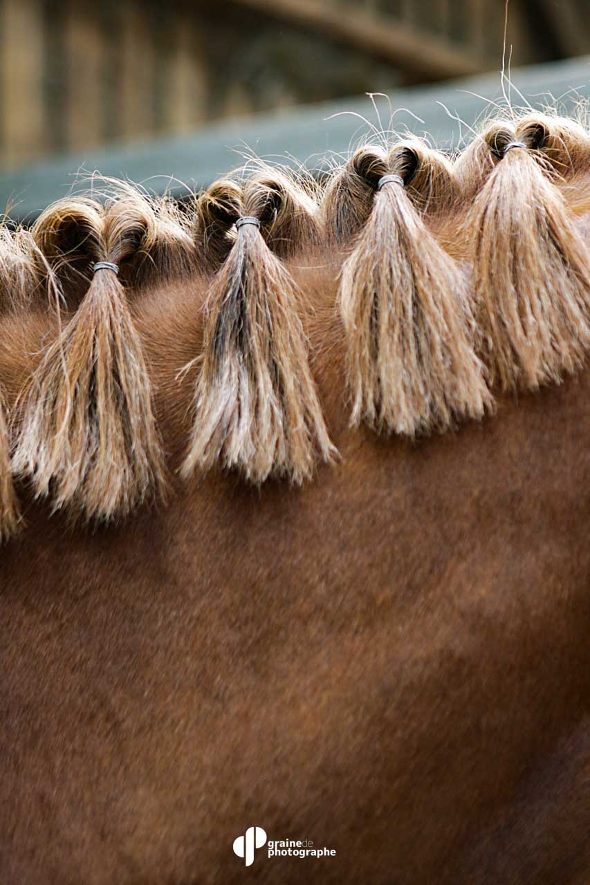 masterclass photographie equestre à fontainebleau