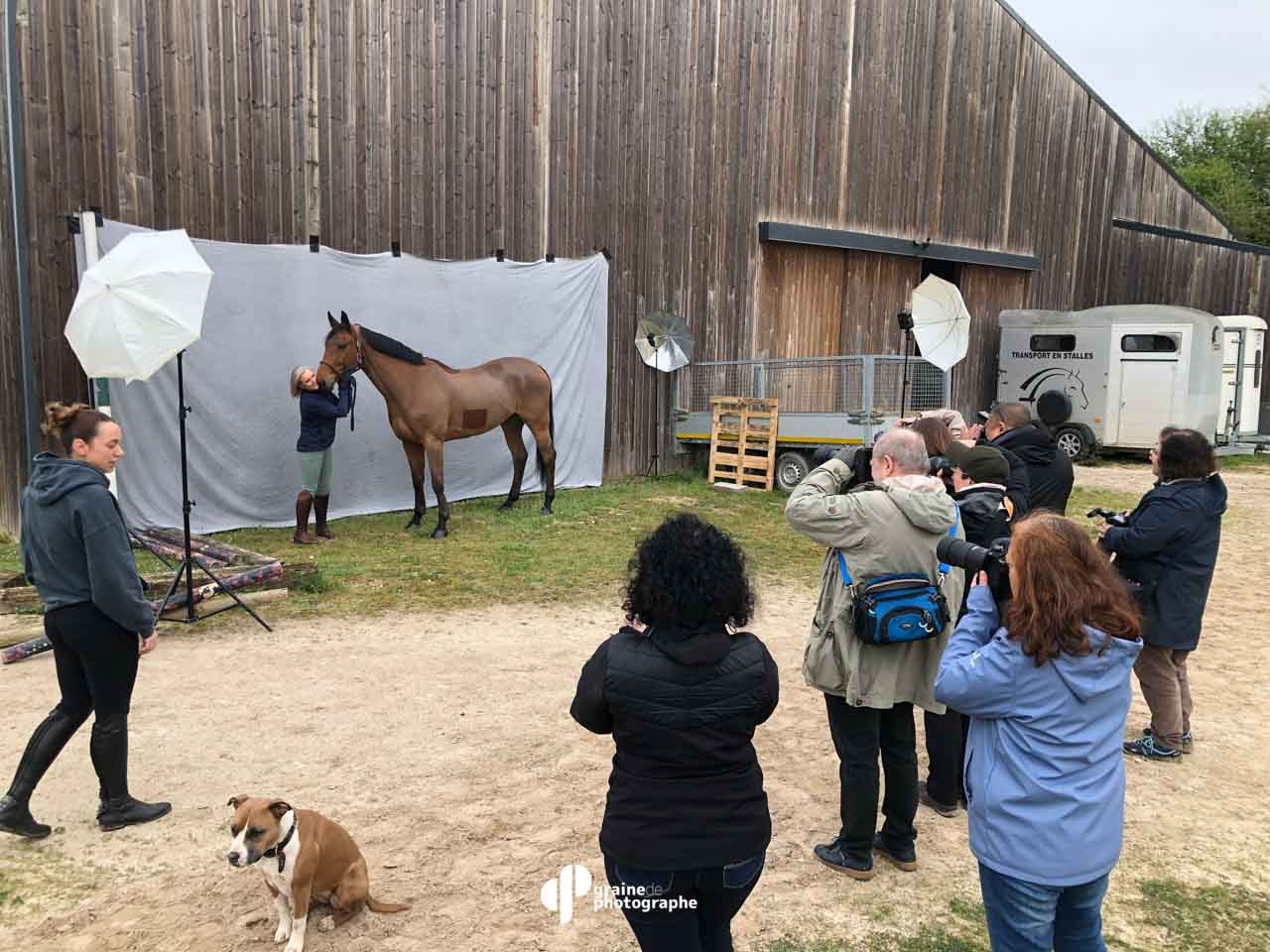 masterclass photographie equestre à fontainebleau