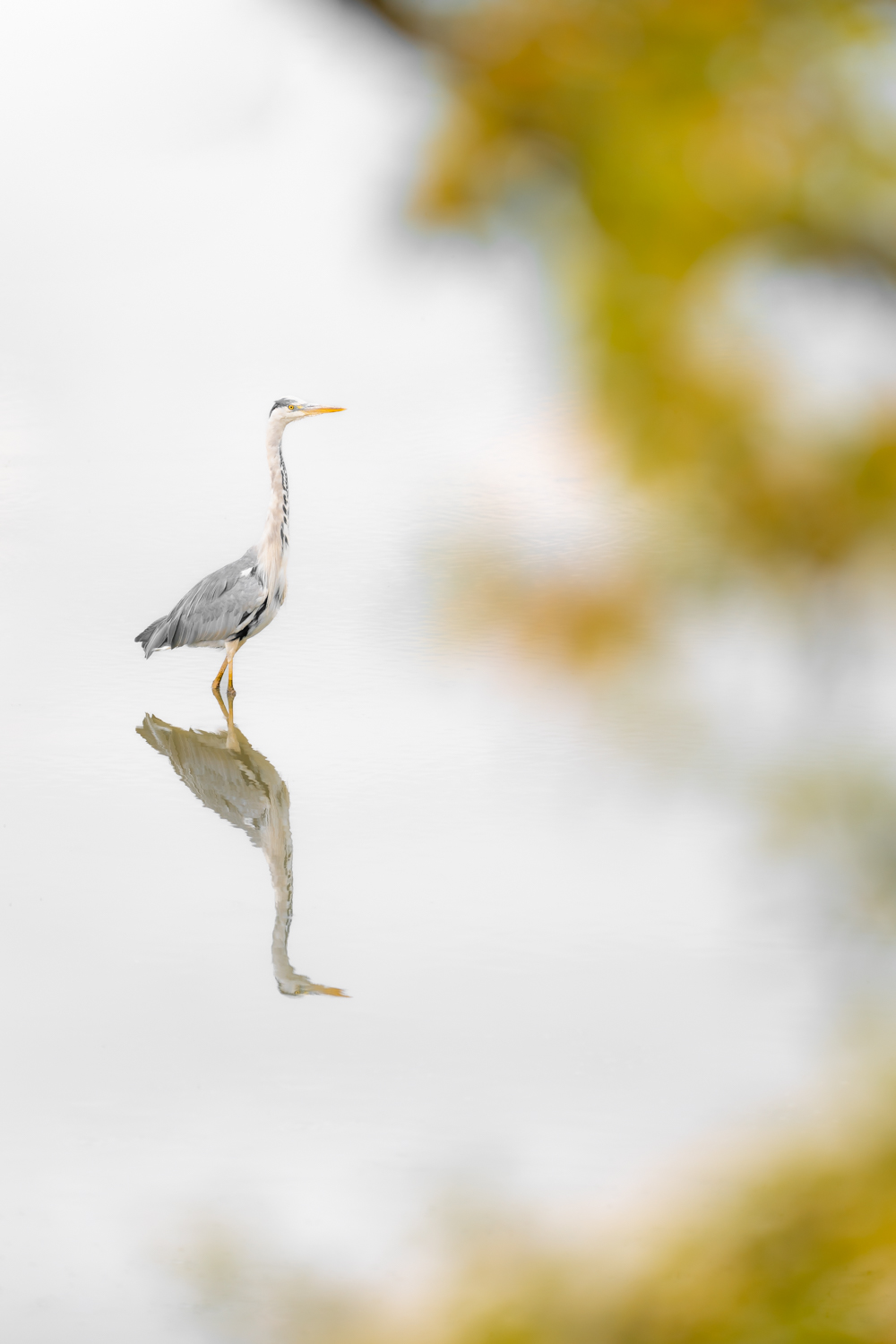 masterclass photographie ornithologique dans la réserve du Teich