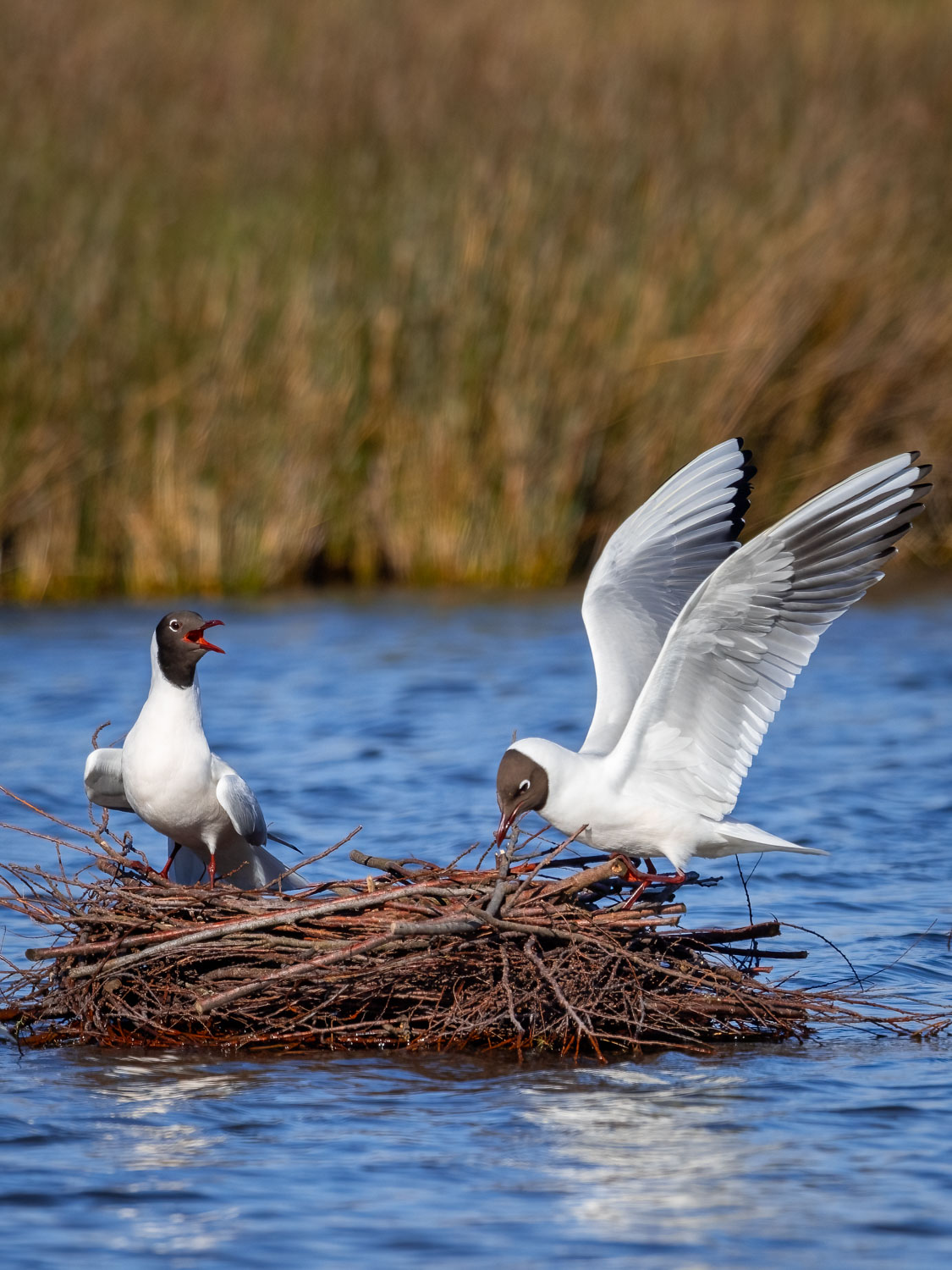 Masterclass Photo ornithologique reserve du Teich