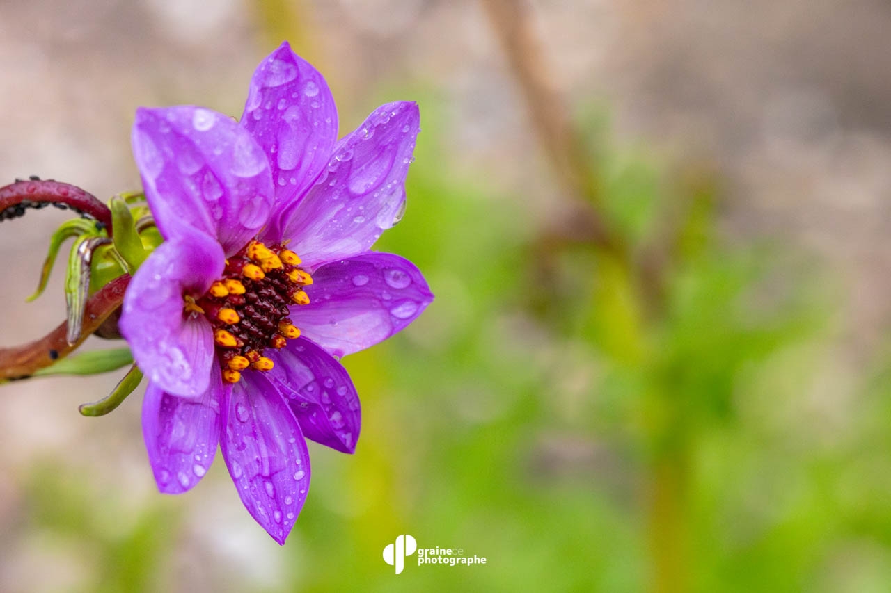 Macrophotographie : Initiation Paris