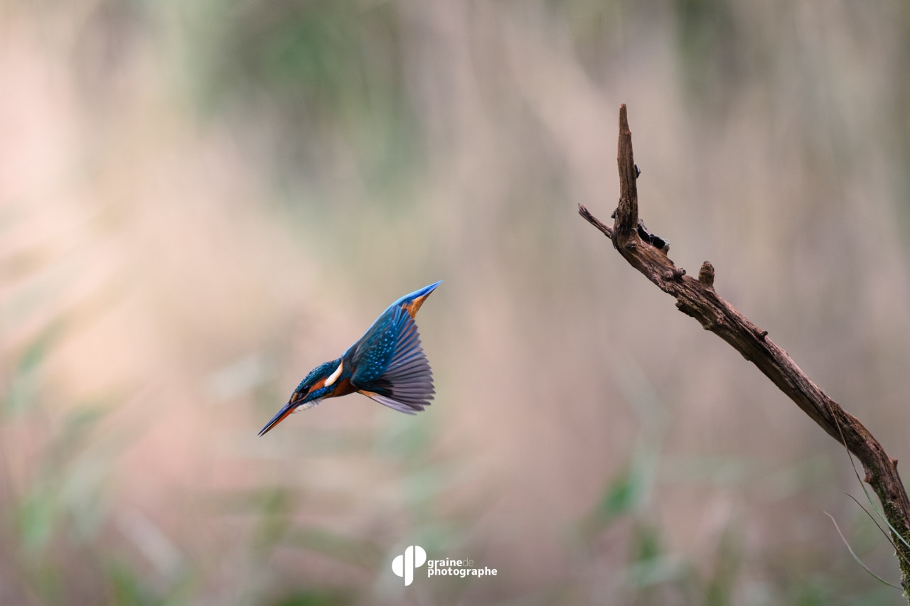 Masterclass Photo Ornithologique Arcachon