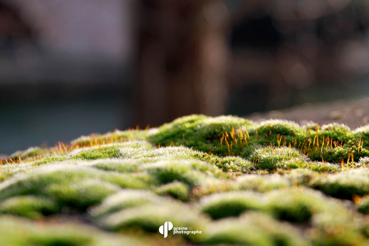 Profondeur de champ Paris