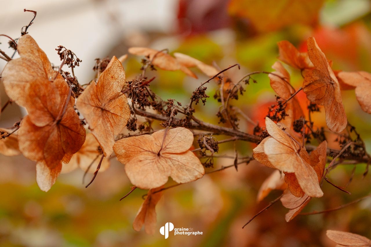Profondeur de champ Lyon