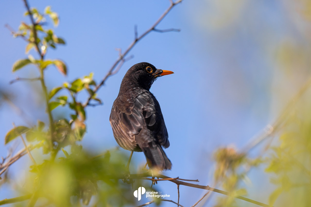Masterclass Photo Ornithologique Arcachon