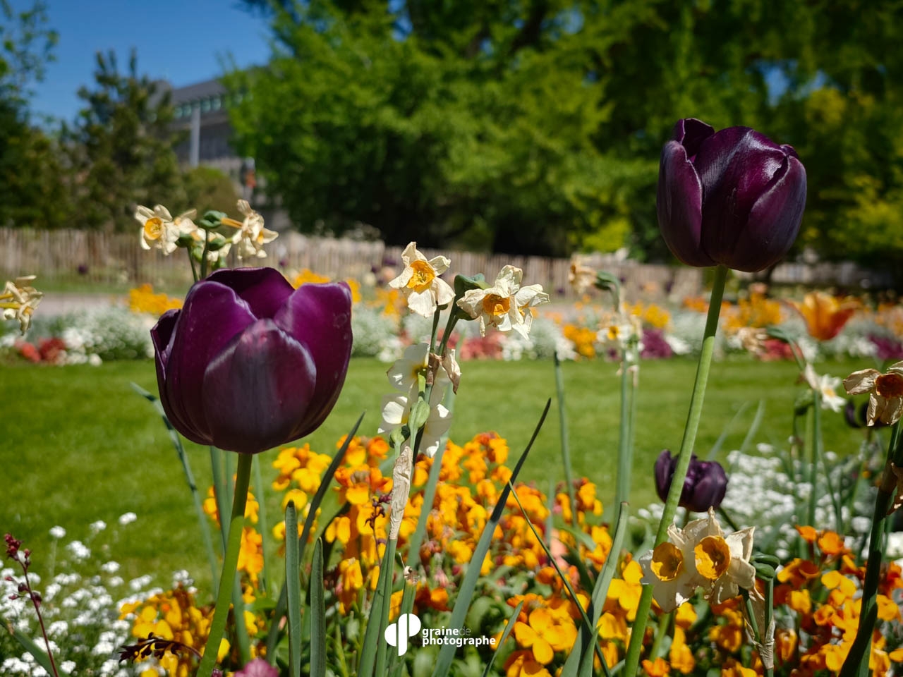 Photo Smartphone Expert Strasbourg