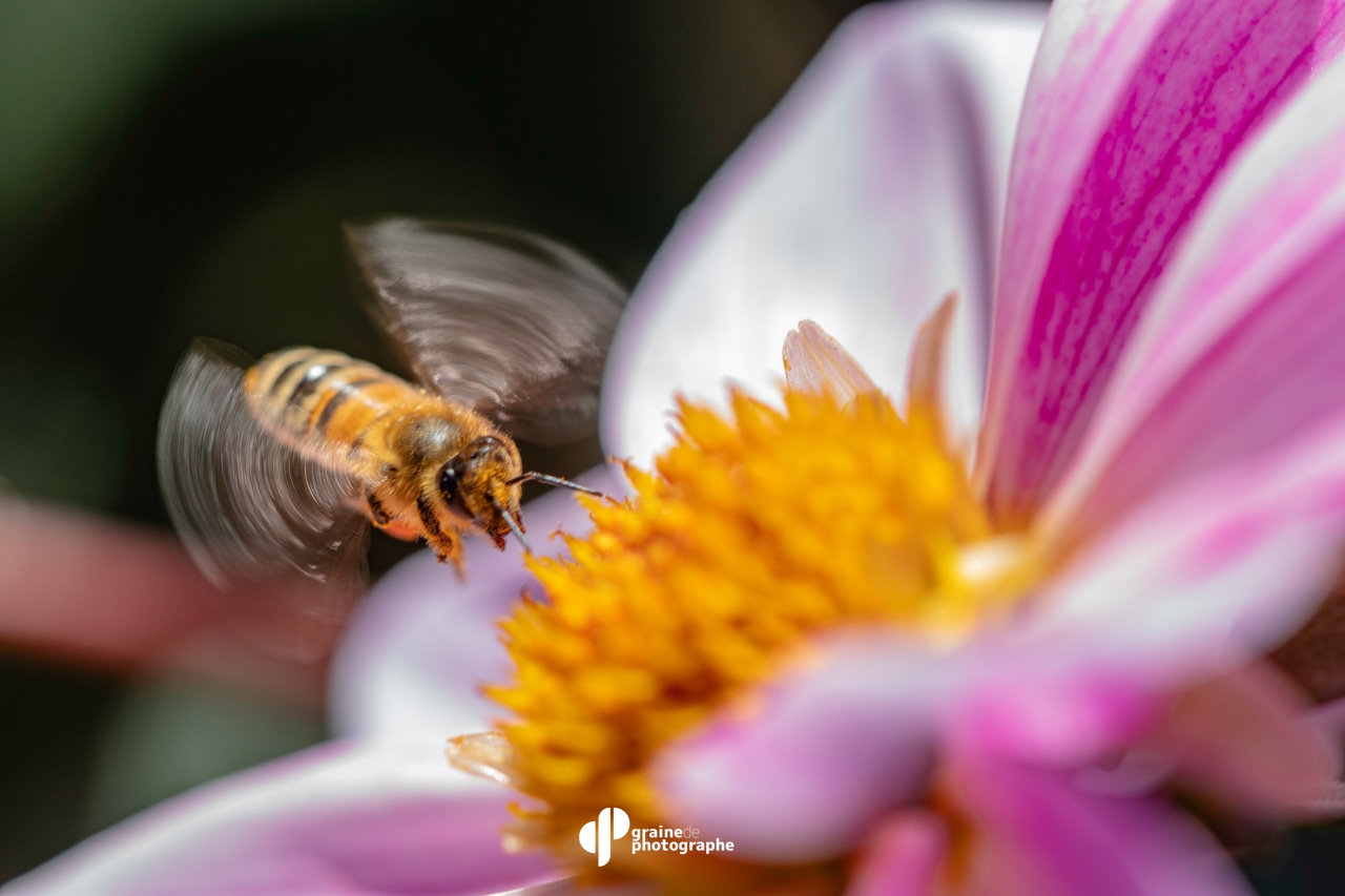 Macrophotographie : Initiation Paris