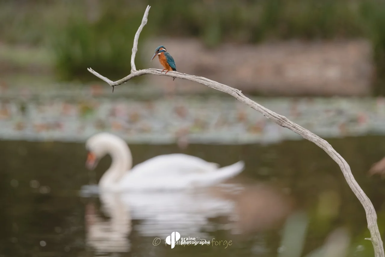 Masterclass Photo Ornithologique Arcachon